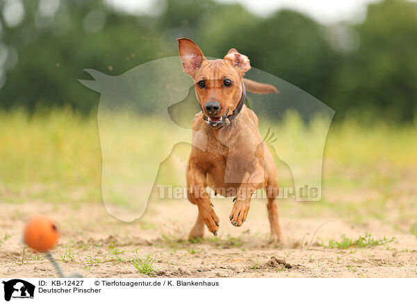 Deutscher Pinscher / German Standard Pinscher / KB-12427