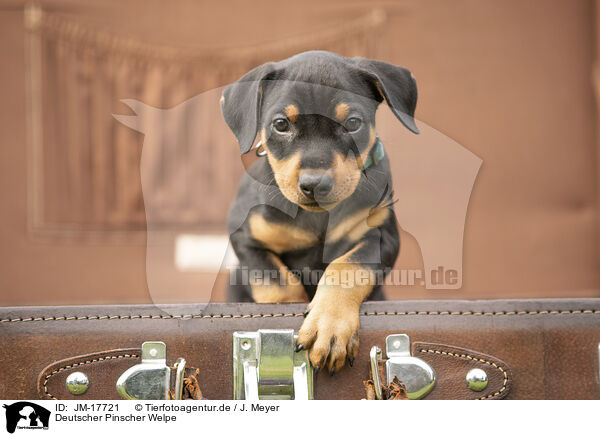 Deutscher Pinscher Welpe / JM-17721