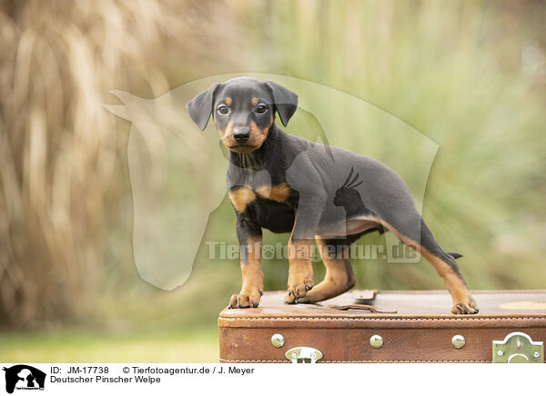 Deutscher Pinscher Welpe / JM-17738