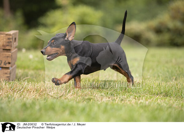 Deutscher Pinscher  Welpe / JM-20632