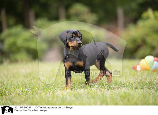 Deutscher Pinscher  Welpe / German Standard Pinscher Puppy / JM-20636