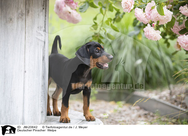 Deutscher Pinscher  Welpe / JM-20642