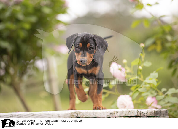 Deutscher Pinscher  Welpe / JM-20648