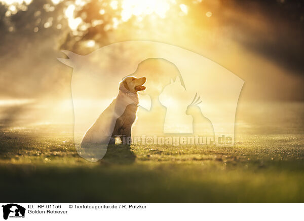 Golden Retriever / Golden Retriever / RP-01156