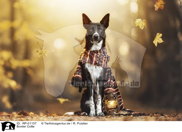 Border Collie / Border Collie / RP-01157