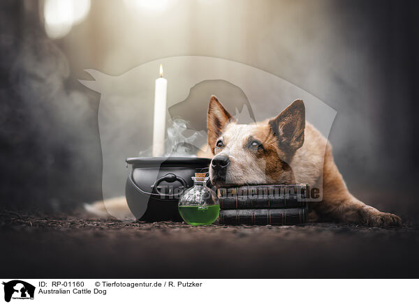 Australian Cattle Dog / Australian Cattle Dog / RP-01160