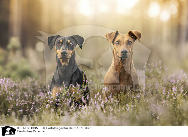 Deutscher Pinscher / German Pinscher / RP-01335