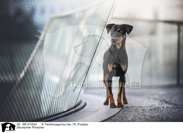 Deutscher Pinscher / German Pinscher / RP-01642