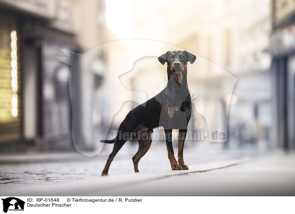 Deutscher Pinscher / German Pinscher / RP-01648
