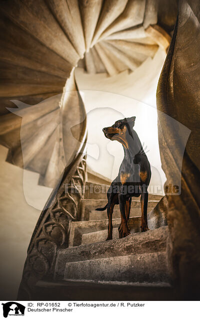 Deutscher Pinscher / German Pinscher / RP-01652