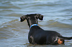 Deutscher Pinscher am Strand