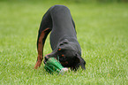 spielender junger Deutscher Pinscher