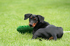 spielender junger Deutscher Pinscher