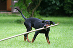 spielender junger Deutscher Pinscher