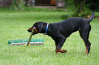 spielender junger Deutscher Pinscher