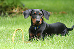 junger Deutscher Pinscher