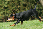 spielender Deutscher Pinscher