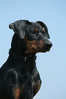 Deutscher Pinscher Portrait