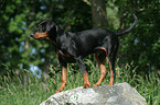 Deutscher Pinscher