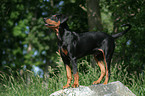 Deutscher Pinscher