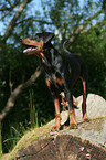 Deutscher Pinscher