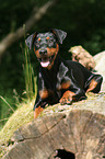 Deutscher Pinscher