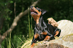 Deutscher Pinscher