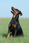 sitzender Deutscher Pinscher