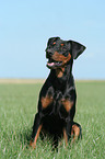 sitzender Deutscher Pinscher