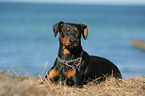 Deutscher Pinscher