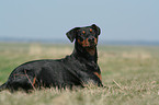 liegender Deutscher Pinscher