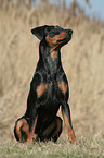 sitzender Deutscher Pinscher