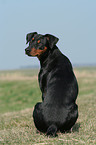 sitzender Deutscher Pinscher