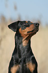 Deutscher Pinscher Portrait