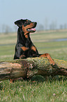 Deutscher Pinscher