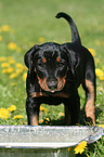 Deutscher Pinscher Welpe