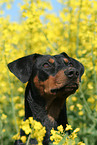 Deutscher Pinscher Portrait