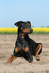 Deutscher Pinscher