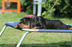 Deutscher Pinscher Welpe