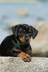 Deutscher Pinscher Welpe