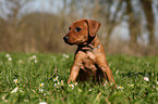 Deutscher Pinscher Welpe