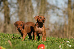 Deutsche Pinscher Welpen