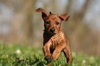 rennender Deutscher Pinscher Welpe