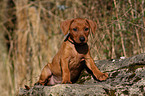 Deutscher Pinscher Welpe