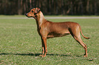 Deutscher Pinscher