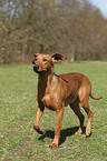 Deutscher Pinscher