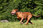 rennender Deutscher Pinscher