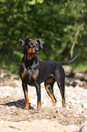 Deutscher Pinscher