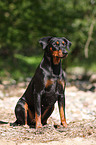 Deutscher Pinscher