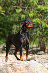 Deutscher Pinscher